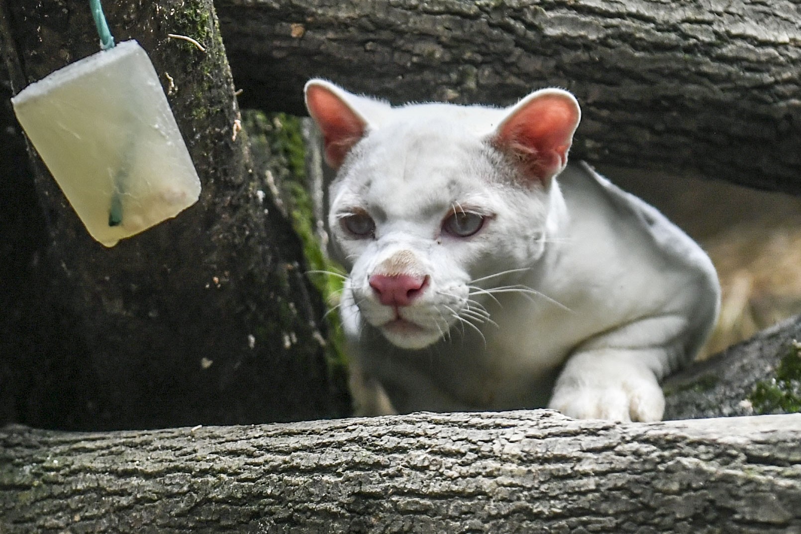 Hallazgo de primera ocelote albina alerta sobre deforestación en Colombia