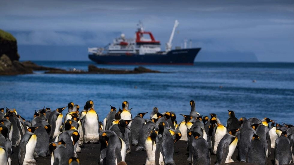 Pingüinos reales enfrentan amenaza del cambio climático en el confín del Índico