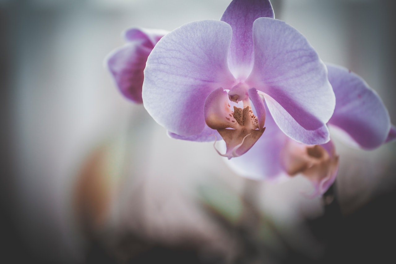 La orquídea, la flor nacional de Colombia