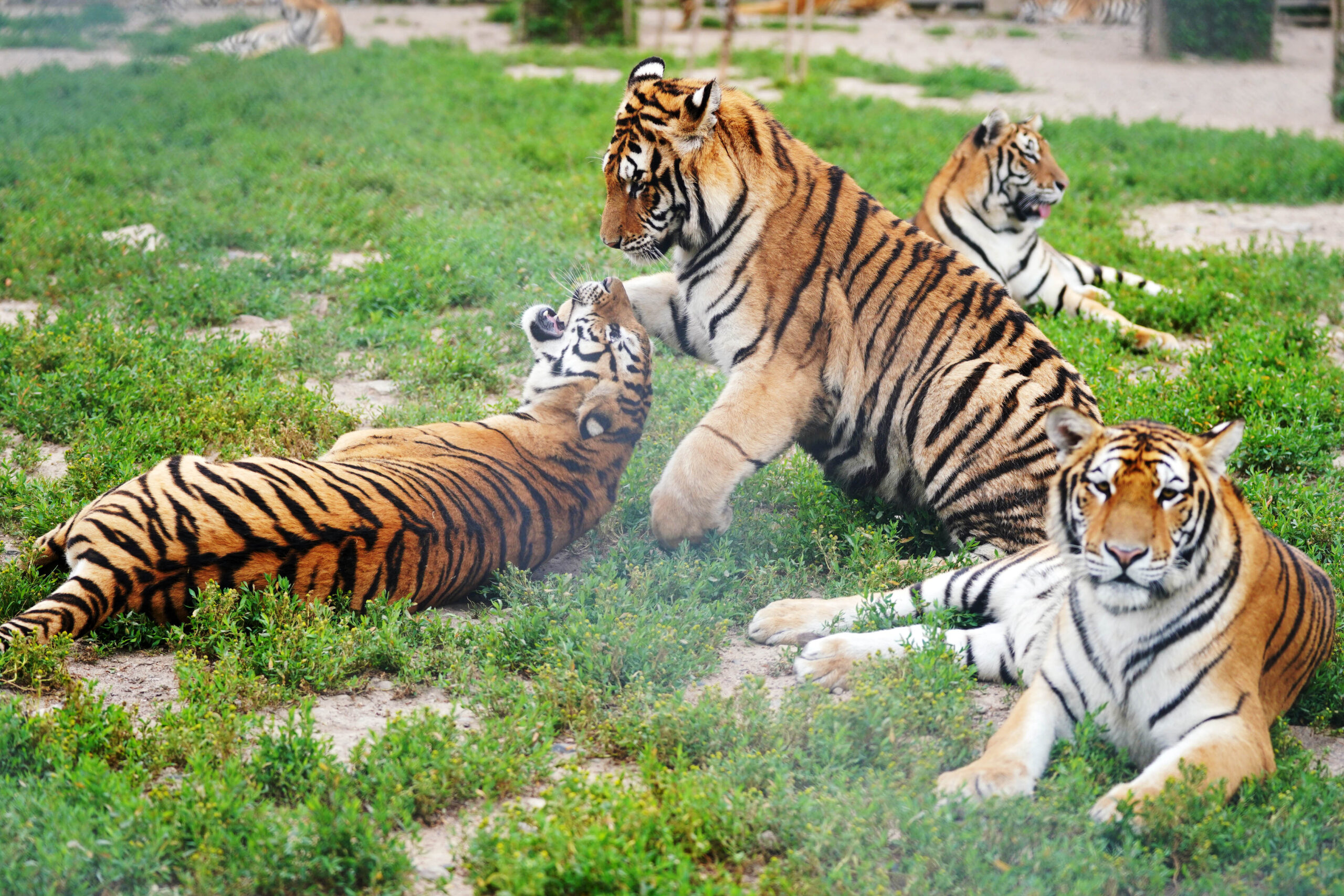 Una reserva de rehabilitación de tigres los ayuda a volver a la naturaleza