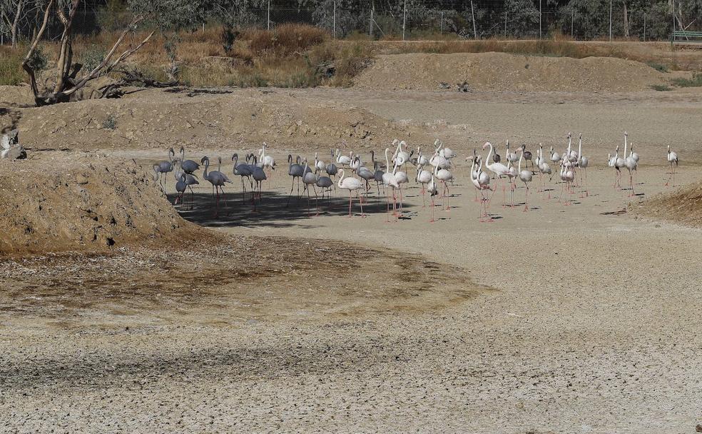 Se seca el humedal más grande de Europa: Doñana