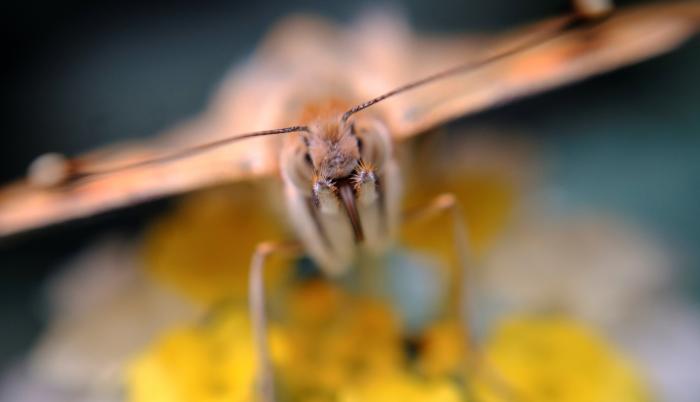 Las mariposas migratorias tienen mayor diversidad genética, según un estudio