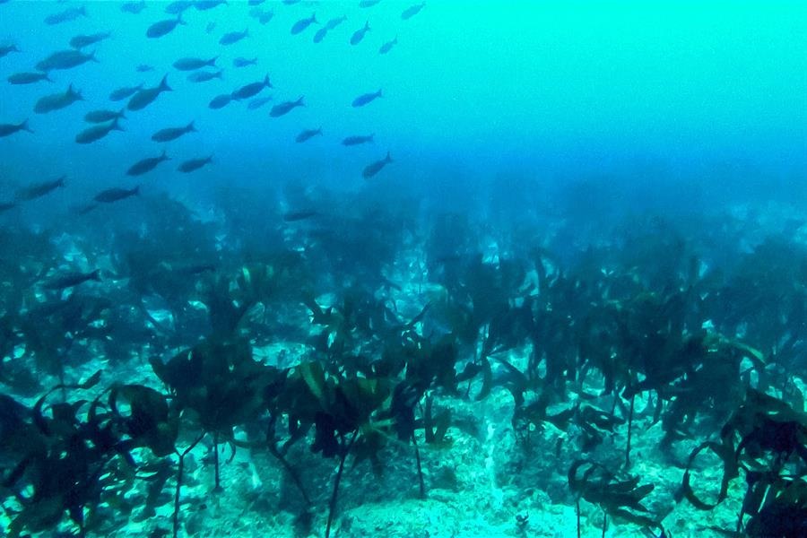 Hallan un bosque submarino de quelpos tropicales en las islas Galápagos