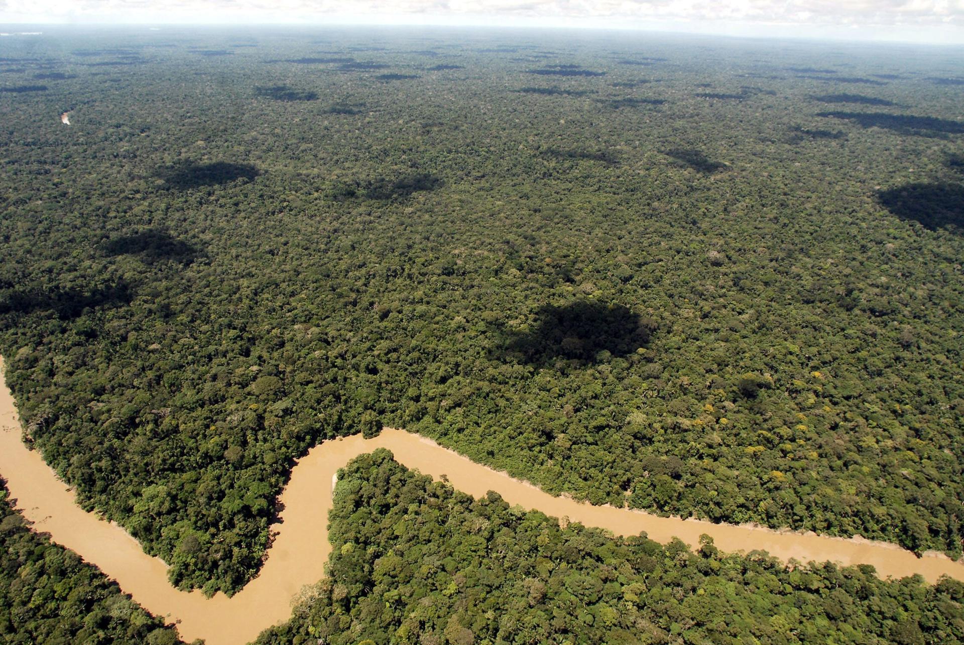 WWF: el 94 % de las poblaciones de especies latinoamericanas está en declive