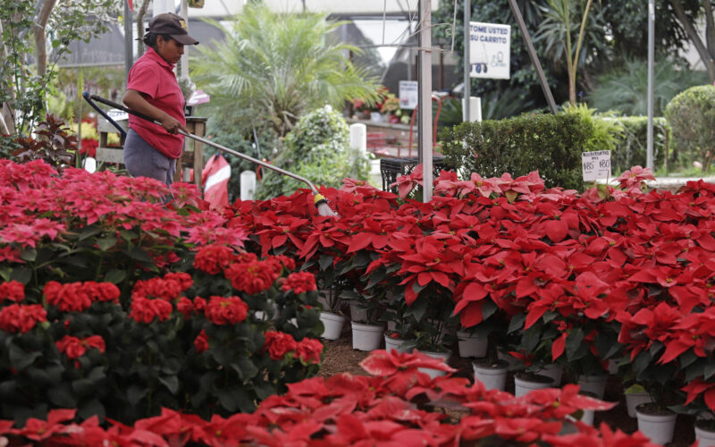 La cosecha de la flor de Nochebuena inicia en México con nuevas variedades