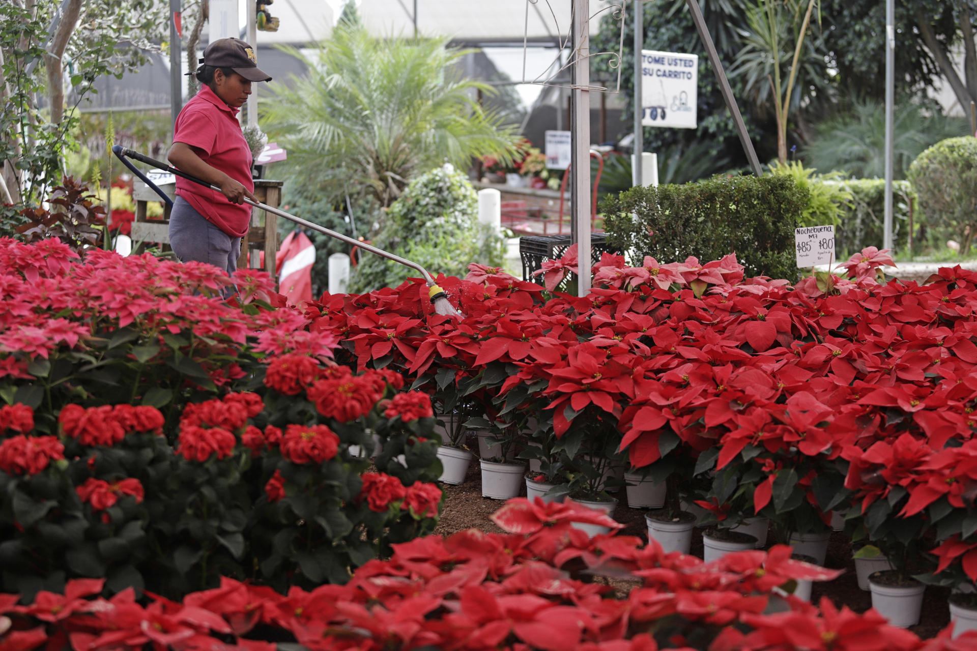 La cosecha de la flor de Nochebuena inicia en México con nuevas variedades