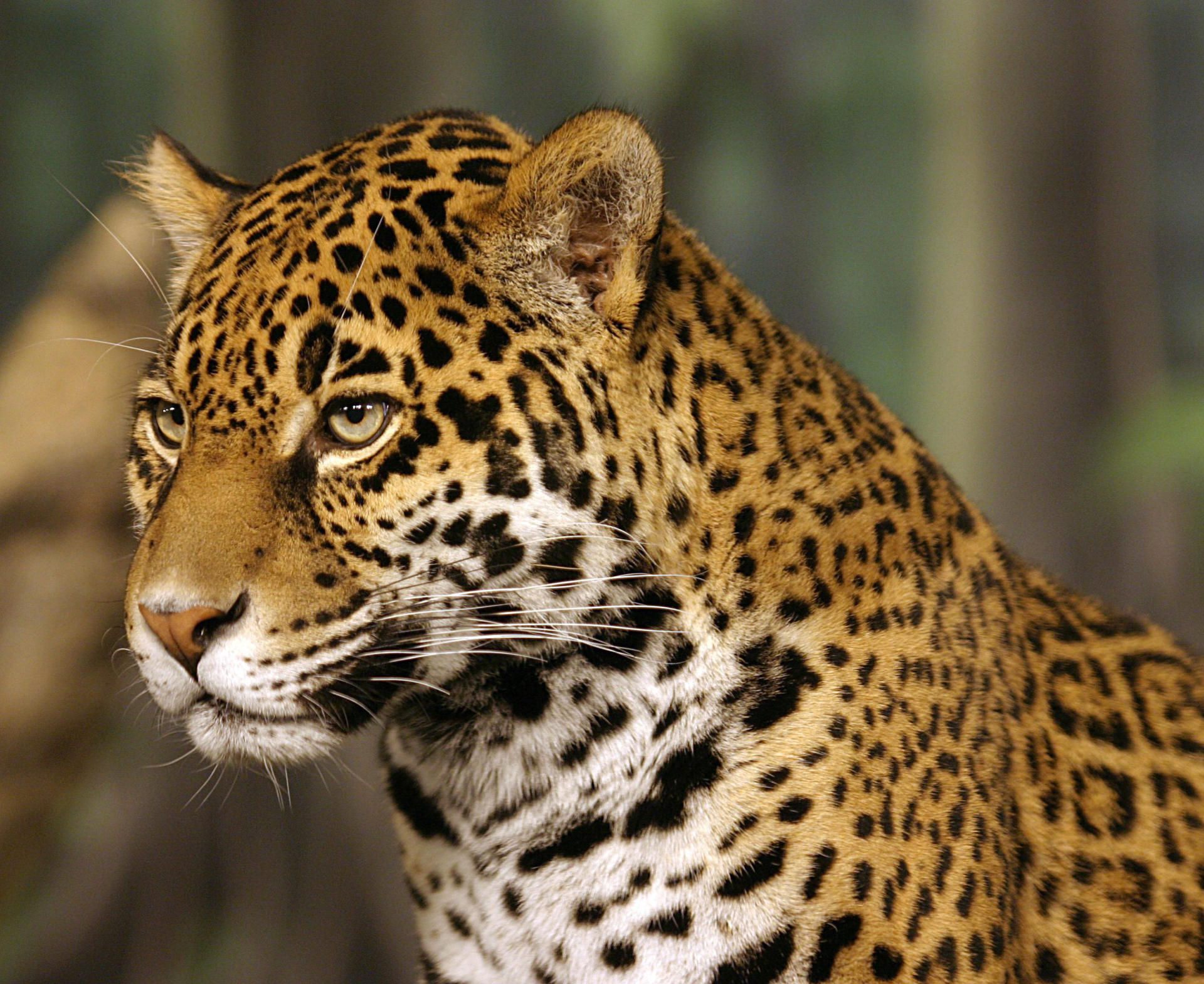 Ambientalistas buscan reintroducir el jaguar en suroeste de Estados Unidos