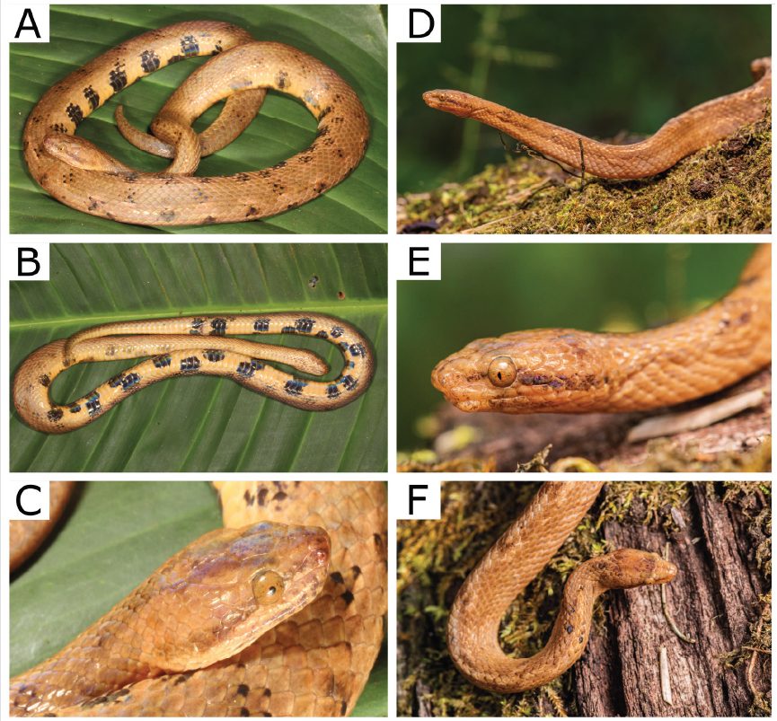 Describen una nueva especie de boa enana en Ecuador