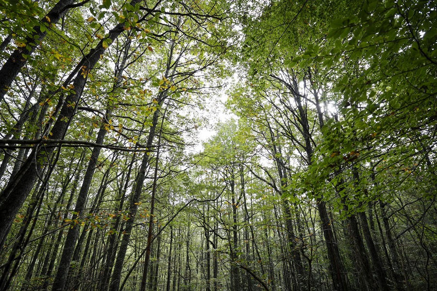 El interés por los créditos de CO2 desata la «fiebre del oro» por los bosques