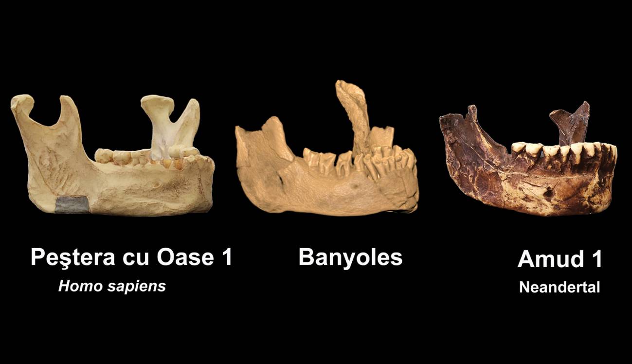 La mandíbula de Banyoles podría ser del primer sapiens de Europa