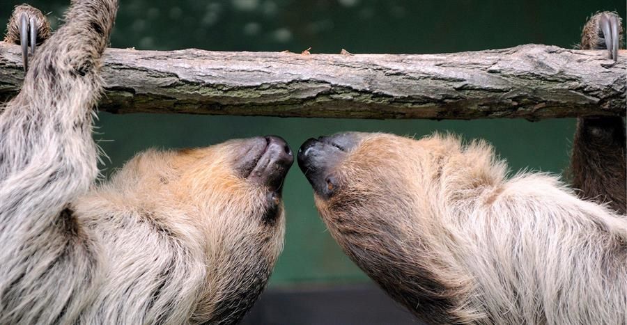 Crean un centro de cuidado para osos perezosos en una reserva de Costa Rica