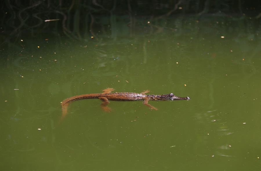 Liberan peces en laguna convertida en colosal fosa séptica en México