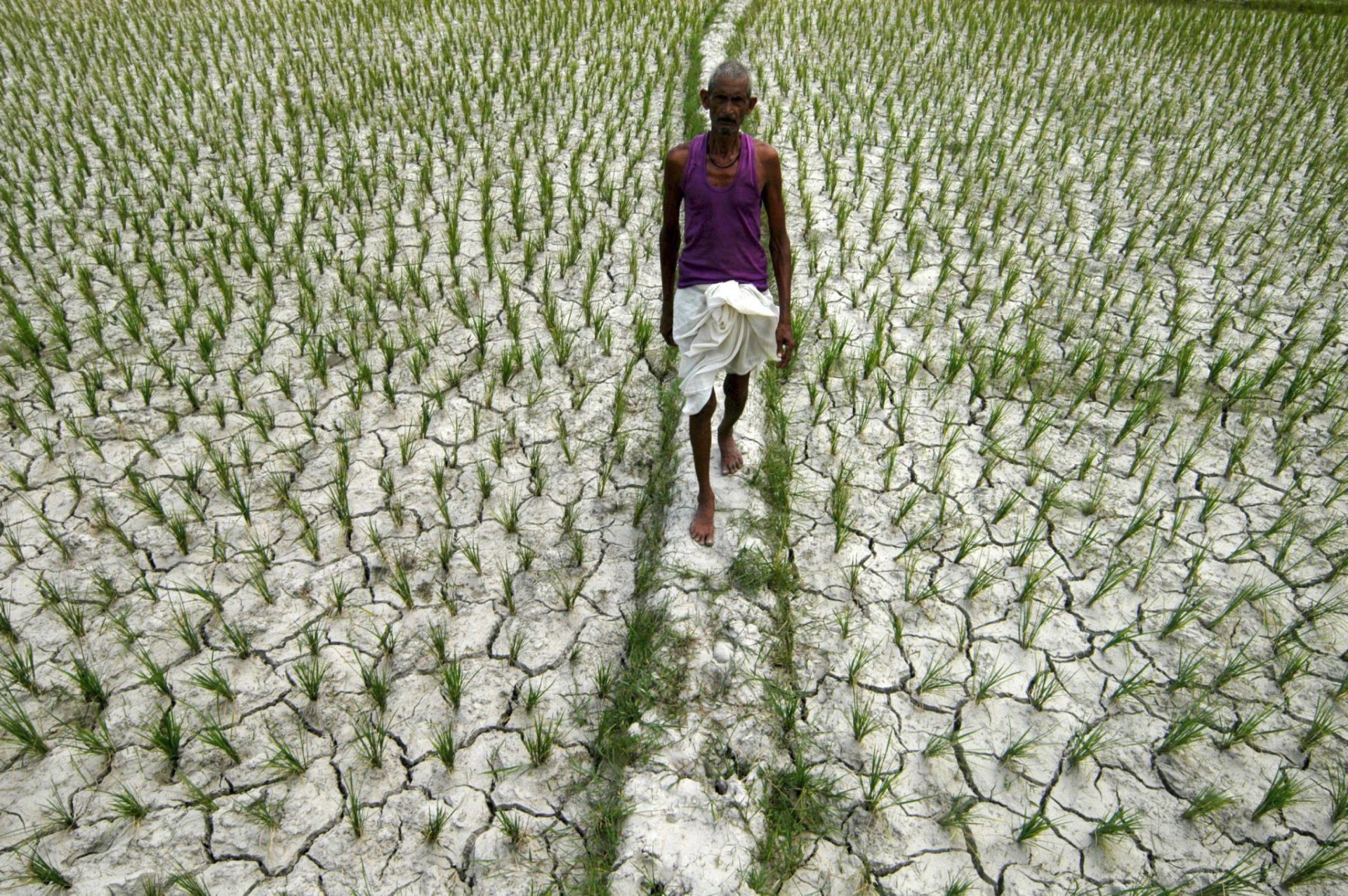 El calor extremo amenaza la seguridad alimentaria de la India en 2023