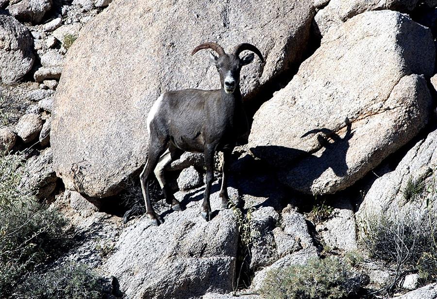 La cacería del borrego cimarrón divide a los indígenas del norte de México