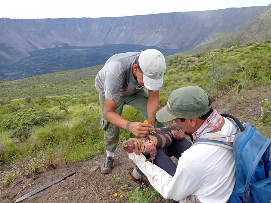 Observan por primera vez crías de las singulares iguanas rosadas de Galápagos