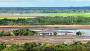 biodiversidad-palma-africana-996×567