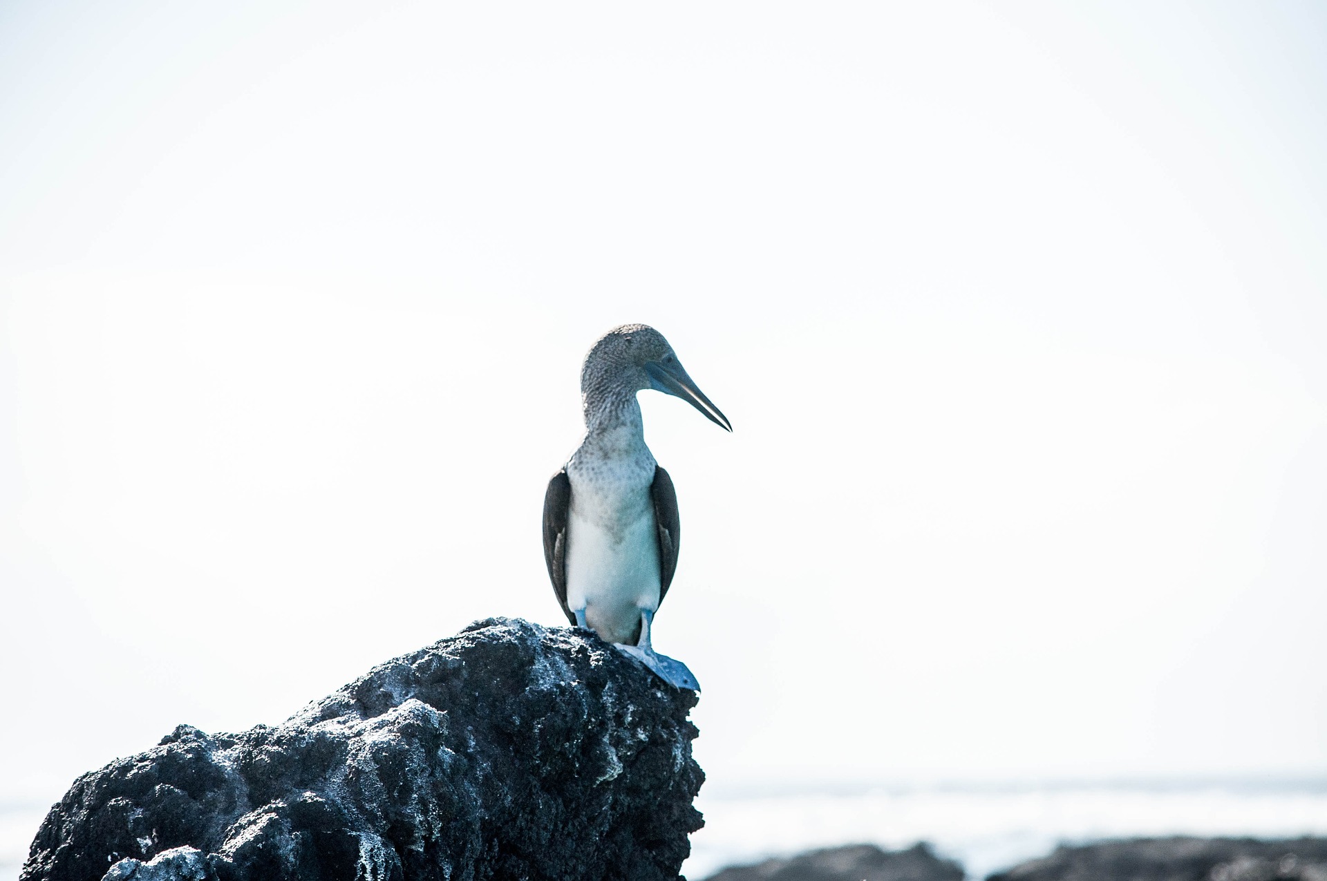 Más de 22.000 aves marinas mueren por influenza aviar en Perú