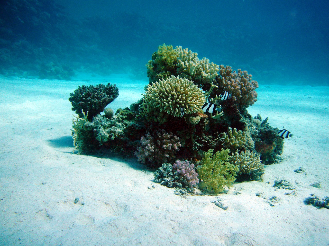 Los corales de la costa de los Cayos de Florida en riesgo de desaparecer