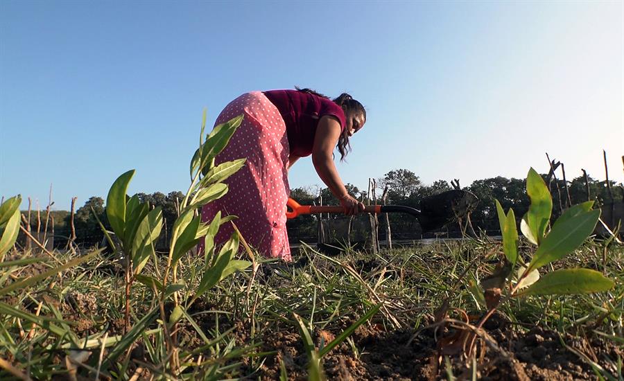 Indígenas reforestan mangle en sur de México y se reconectan con naturaleza