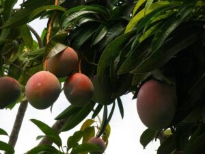 mangos