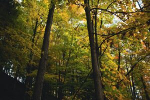 pexels-david-yu-10077056