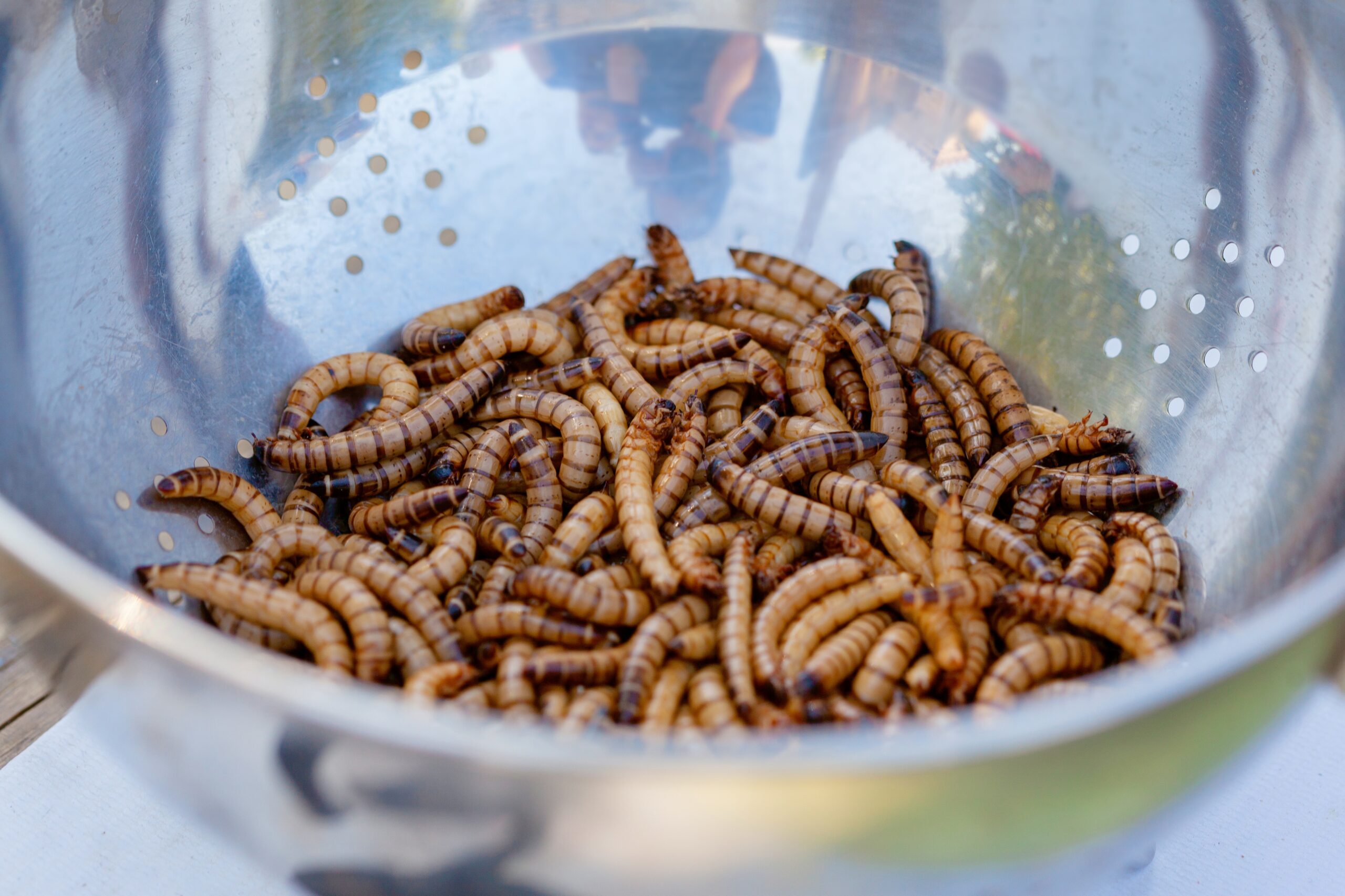 Empresa francesa de comida a base de insectos se instala en EEUU y México