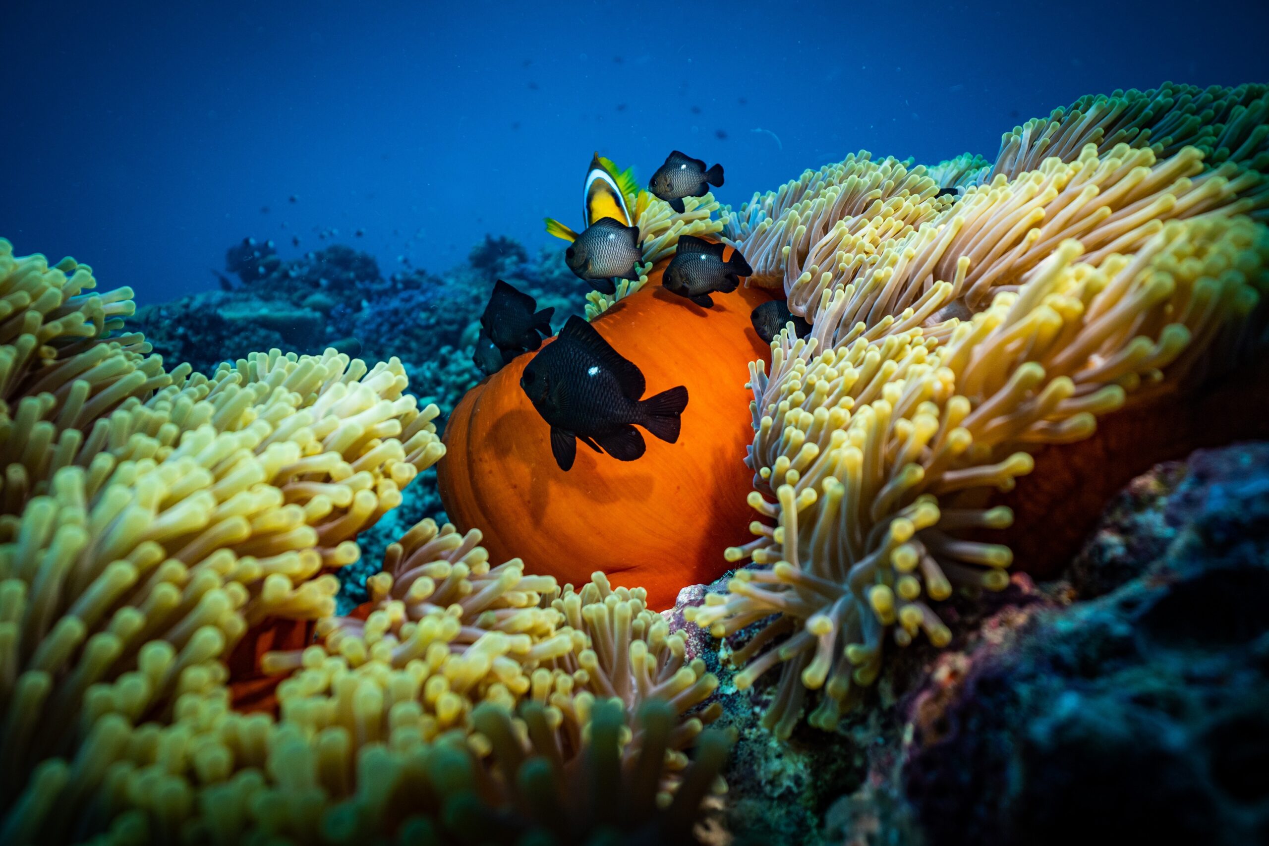 Ambientalistas temen que eventual acuerdo sobre biodiversidad sea inoperante