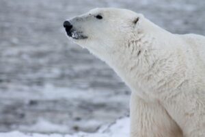 polar-bear-404315_1920