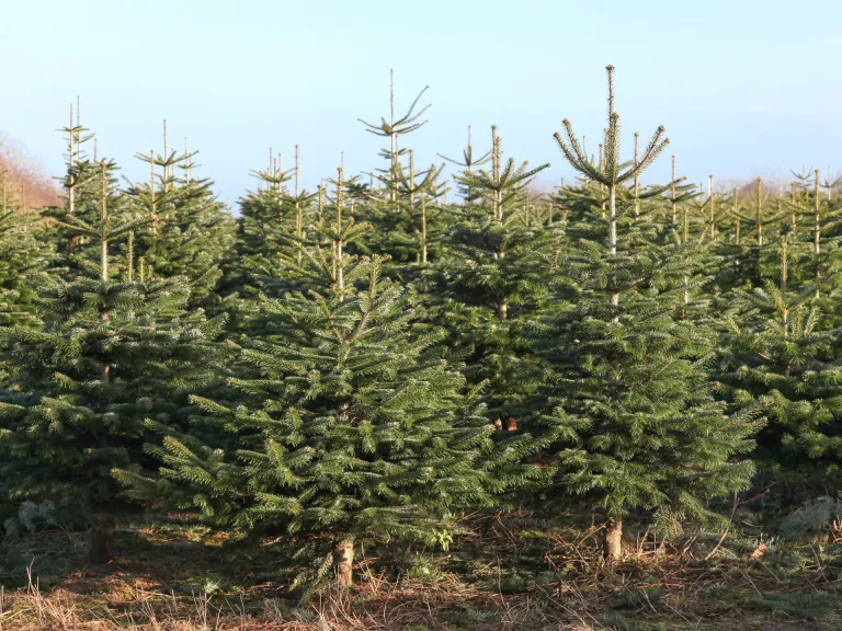 Abetos naturales para Navidad: menor impacto ambiental que los de plástico