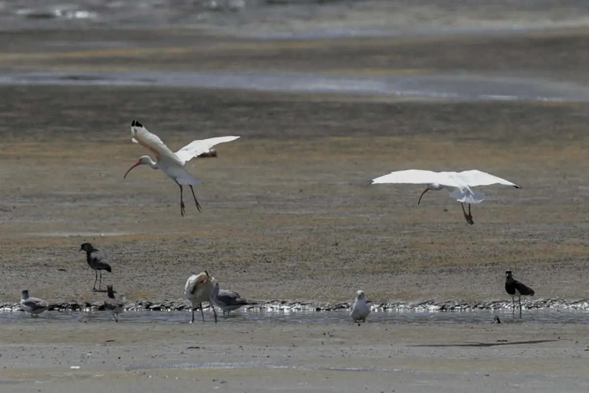 Proteger los flujos migratorios de aves centra inédita iniciativa en América