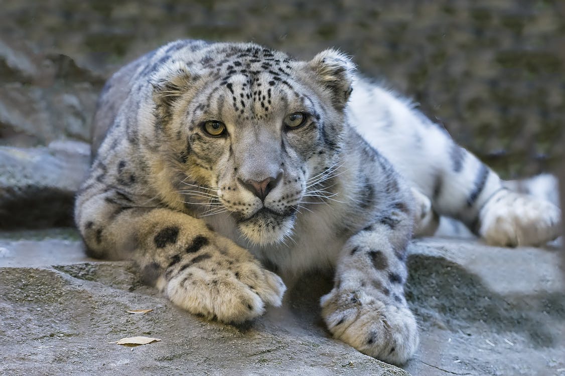 La India intenta salvar el ecosistema para proteger al leopardo de las nieves