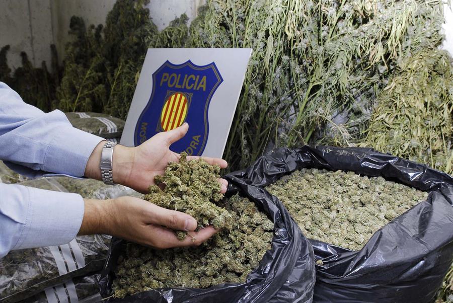 De forma insalubre, en comisarías de Mossos se almacenan plantas de marihuana