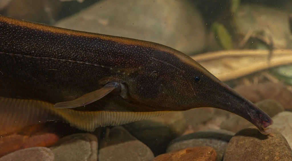 Identifican unas 35 nuevas especies de peces en el parque Madidi de Bolivia