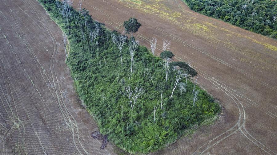 Los humanos hemos degradado más de un tercio de los bosques del Amazonas