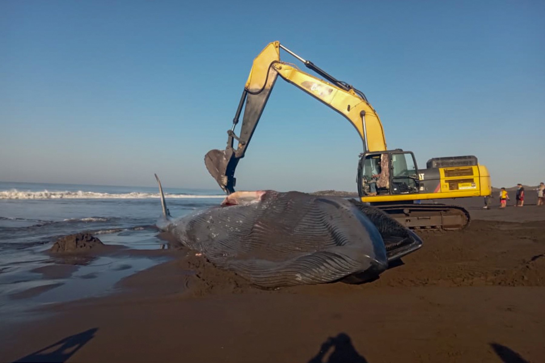 Ballena azul de 12 metros hallada muerta en playa de Guatemala