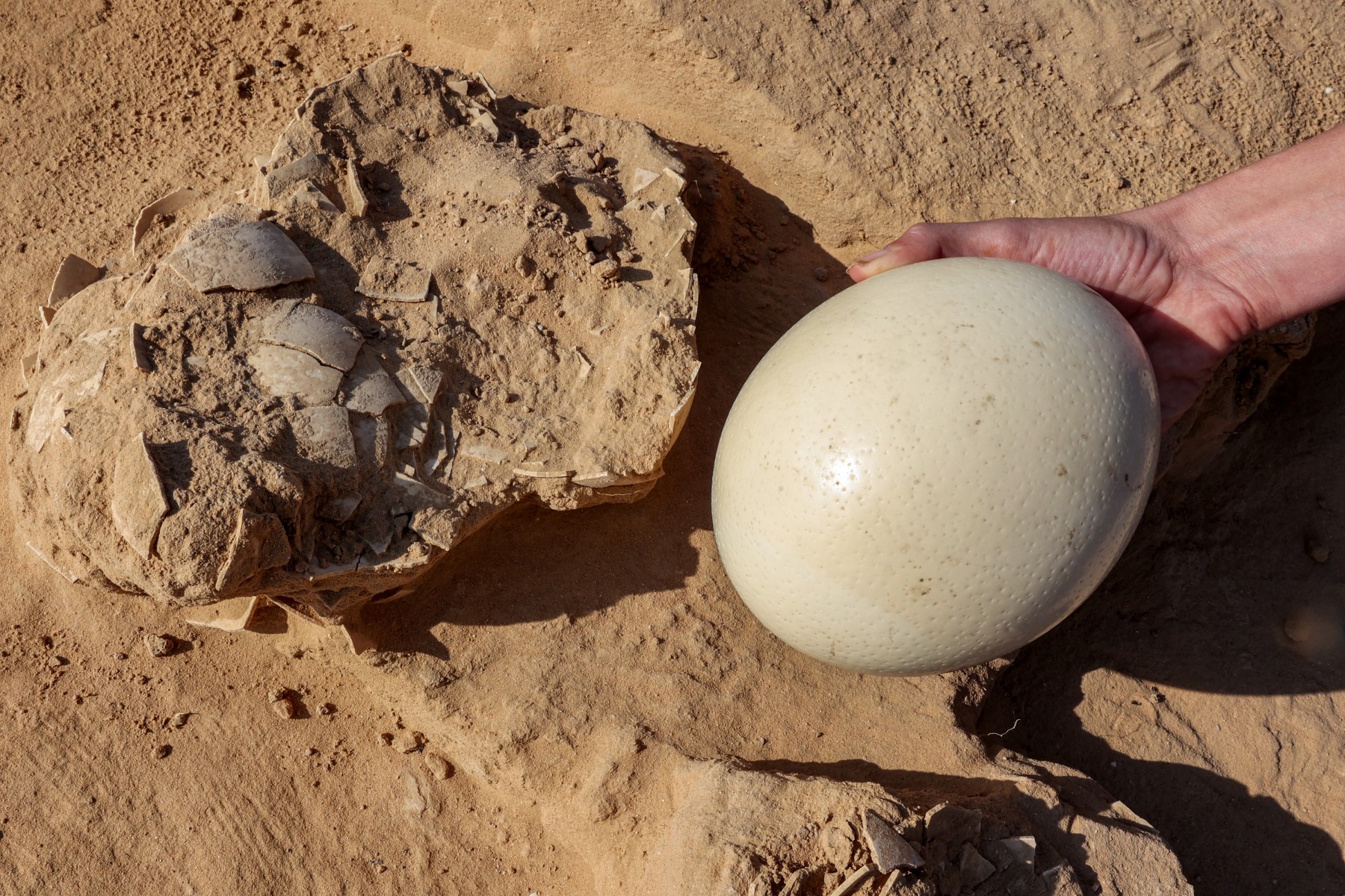 Descubren huevos de avestruz de más de 4.000 años en Israel