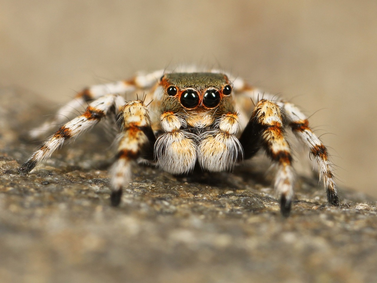 Conoce más de la araña, el animal que desafía la gravedad