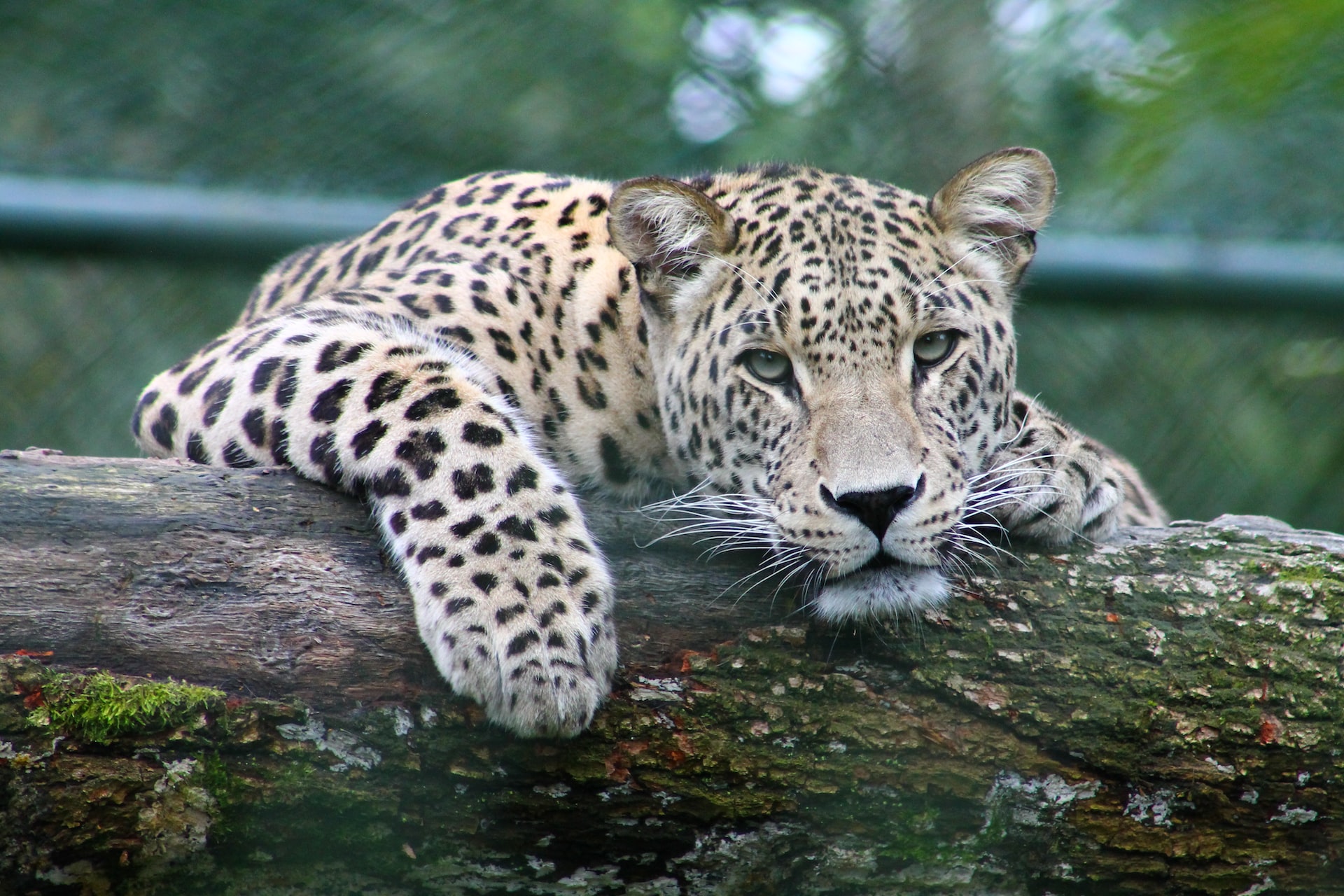 El planeta perdió cerca del 70% de animales salvajes en casi 50 años