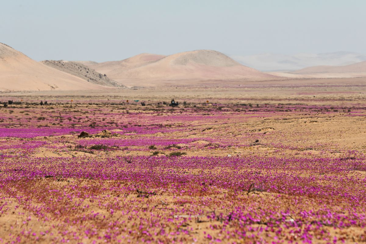 Chile protegerá el desierto de Atacama con la creación de un parque nacional