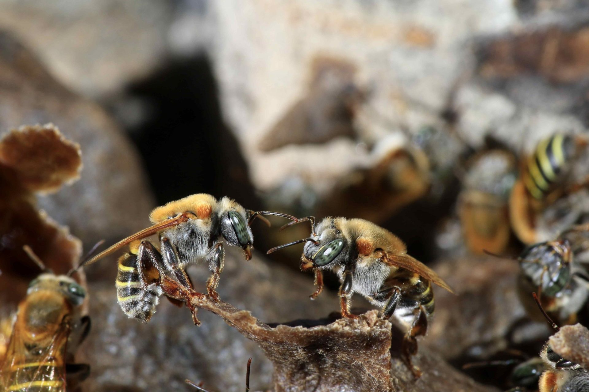 Abejas sin aguijón, un tesoro poco conocido de Brasil