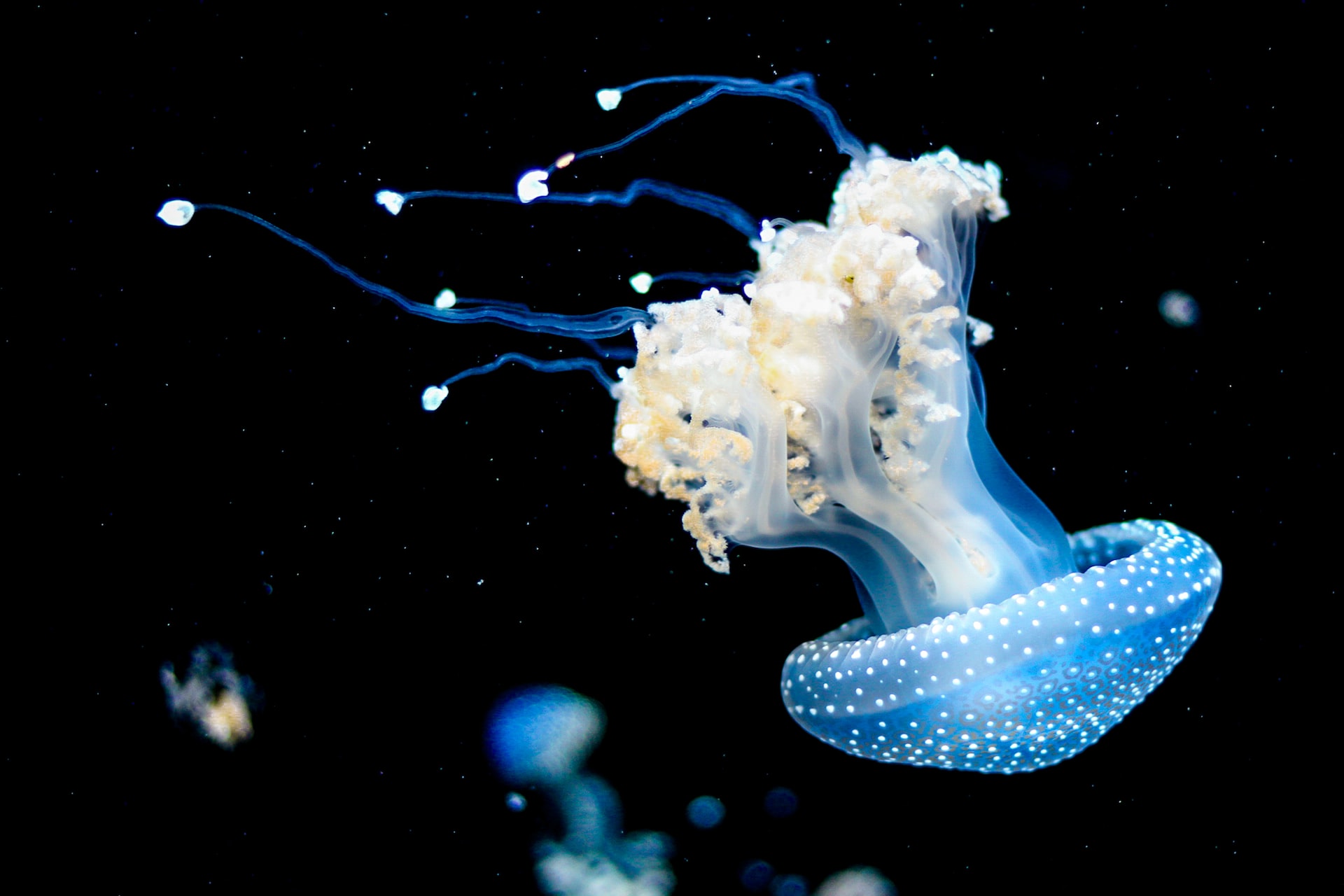 ¿Existe un lenguaje bioluminiscente en las especies marinas?