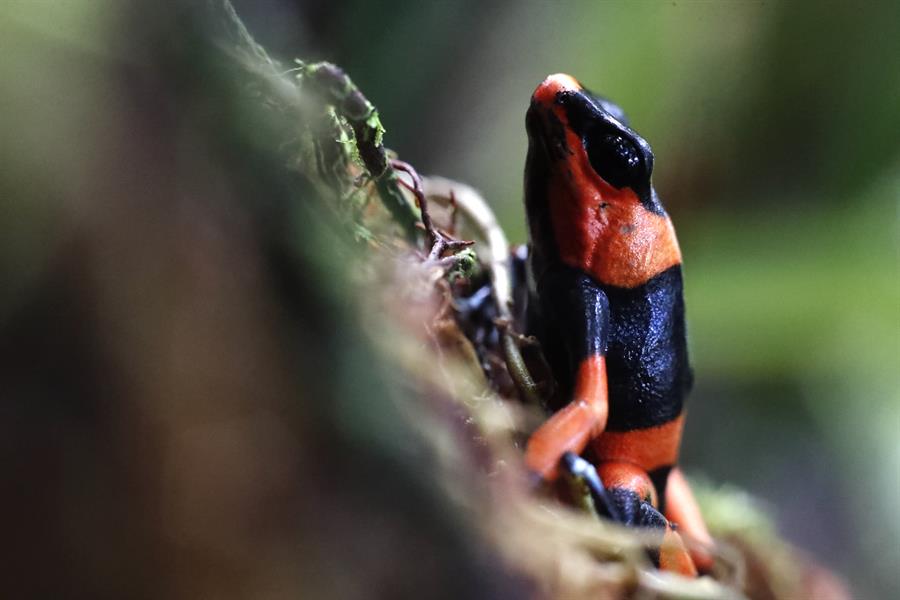 Rana de lehmanni, una especie endémica de Colombia en peligro