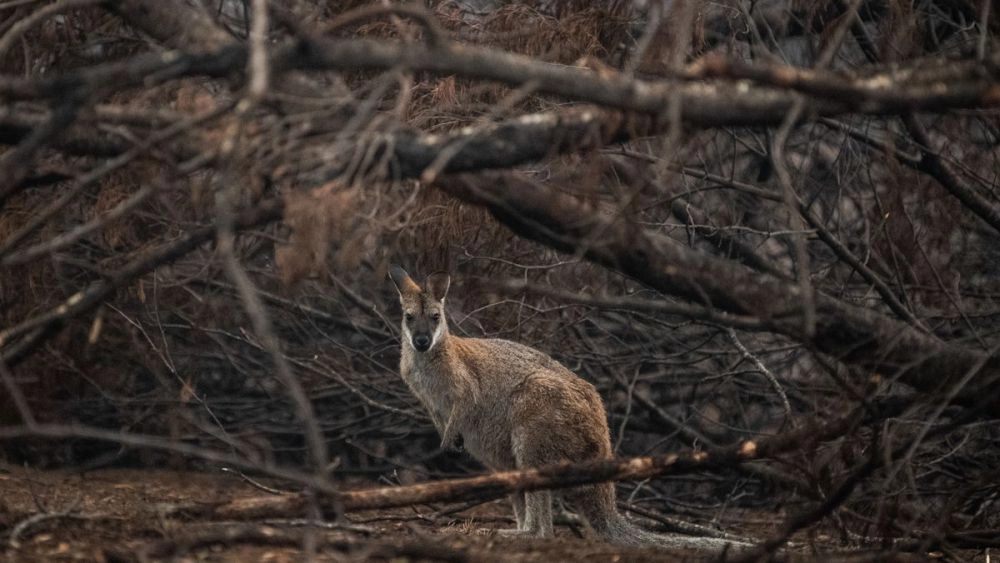 Calentamiento global puede alargar un mes la temporada de grandes incendios