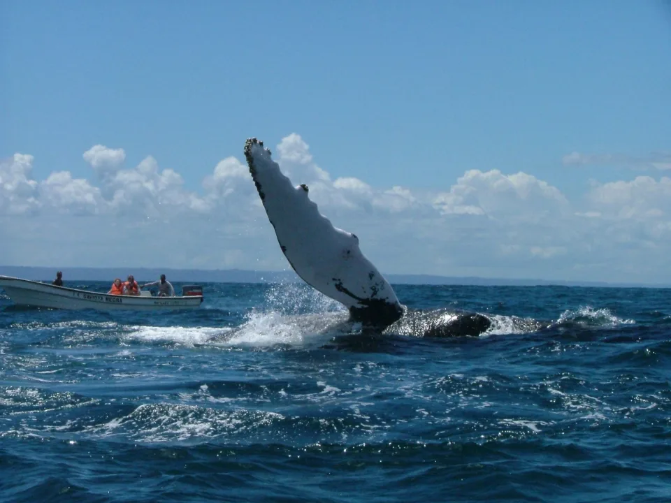 Comienza la temporada de observación de ballenas jorobadas en R. Dominicana