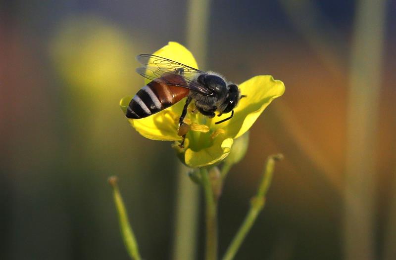 La Comisión Europea hace sonar las alarmas por el declive de los insectos polinizadores