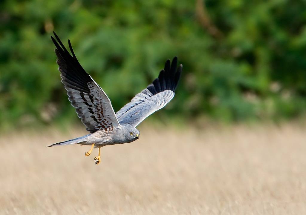 El aguilucho cenizo, elegida Ave del Año 2023 por votación popular