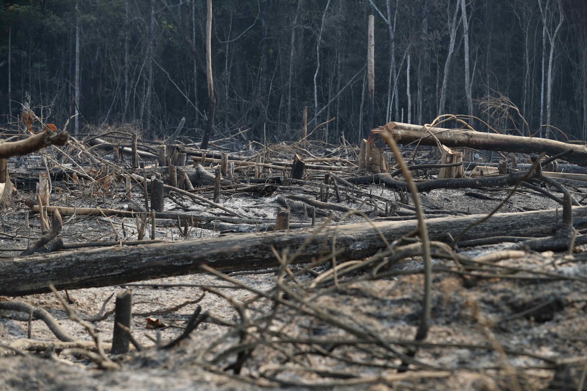 La deforestación mundial arrasa al año una superficie superior al tamaño de Portugal