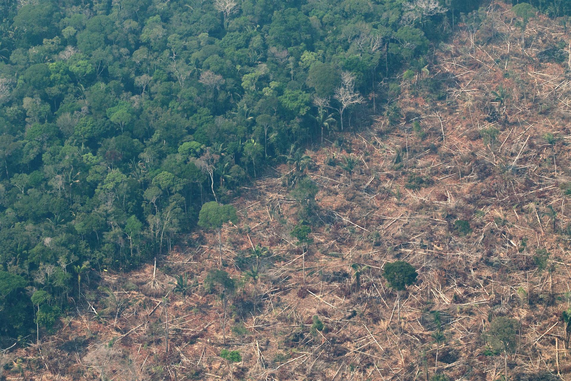 Plantarán más de 10.000 árboles en la Amazonía de Brasil en lucha climática