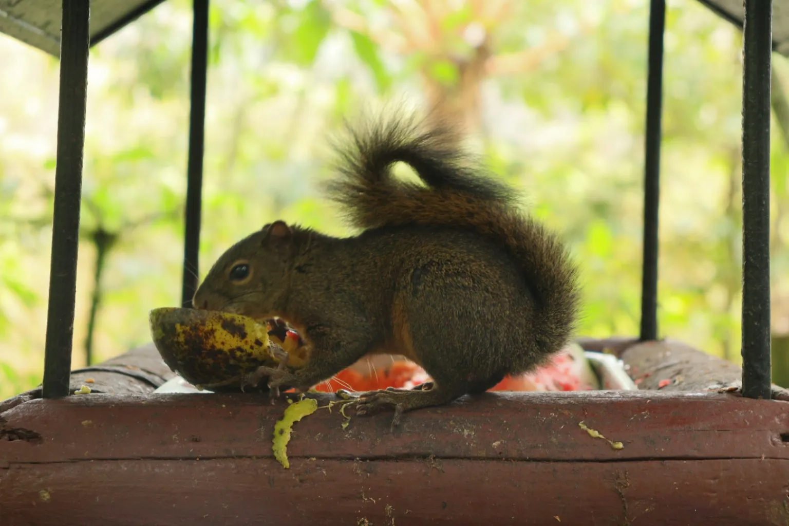 El Día Mundial de la Ardilla homenajea a un roedor vital para el bosque