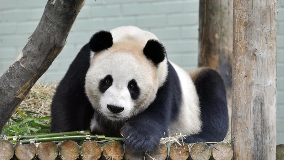 Reino Unido devolverá a China sus únicos pandas tras 12 años sin procrear